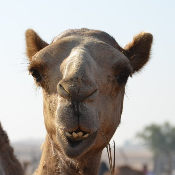 Kartenpaket "Kamele" in Dubai - 3 tlg. inkl. Umschläge
