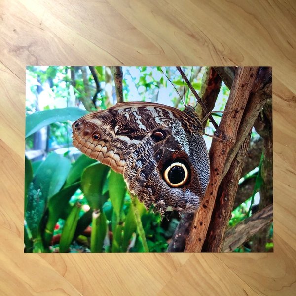 Foto-Poster "Schmetterling OWL BUTTERFLY" 30x40 cm