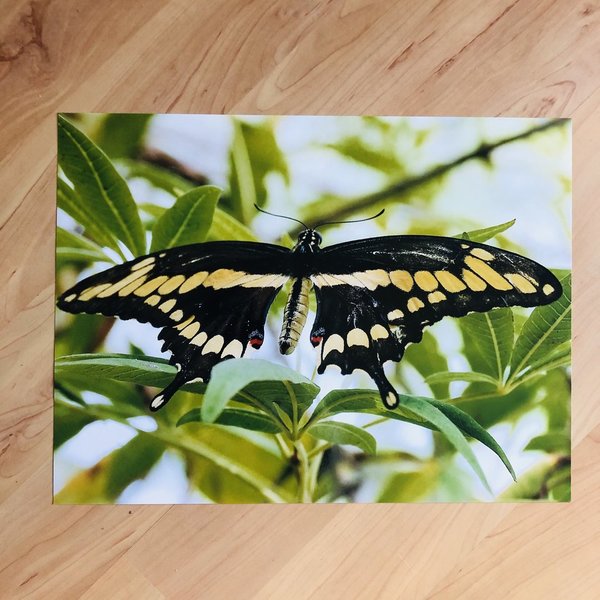 Foto-Poster "Schmetterling Großer Schwalbenschwanz" 30x40 cm