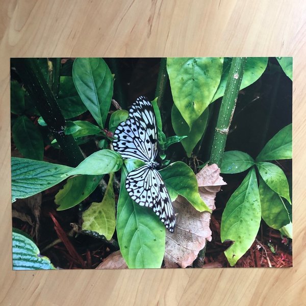 Foto-Poster "Schmetterling Weiße Baumnymphe" 30x40 cm