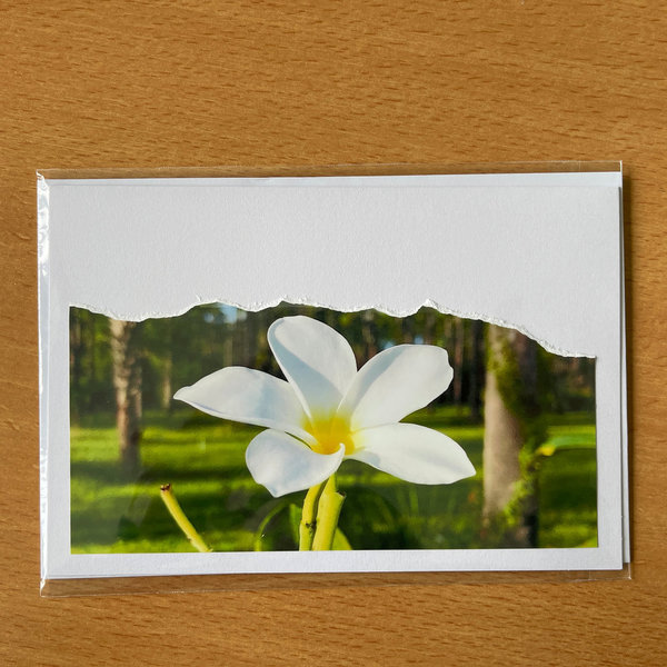 Karte "Frühlingsgruß mit weißer Blüte" Plumeria Frangipani - inkl. Umschlag
