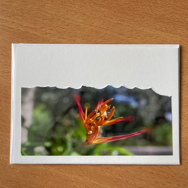 Karte "Frühlingsgruß mit oranger Blüte" inkl. Umschlag