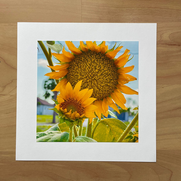 "Sonnenblumen in Florida" - Foto 15x15 cm auf  Zeichenpapier 21x21 cm